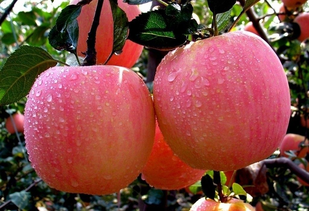 <b>秋季苹果树应该如何管理？如何施用水溶肥？</b>