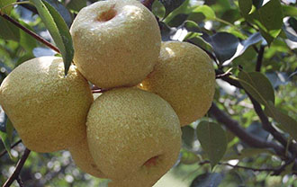 <b>梨树不同时期冲施肥的选择与使用</b>