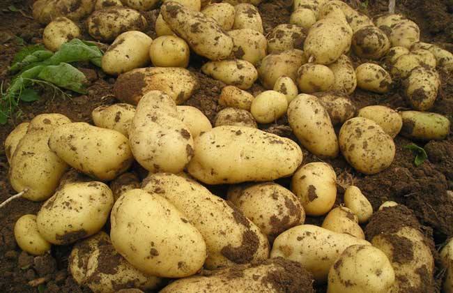 <b>土豆膨大期应该如何管理？</b>