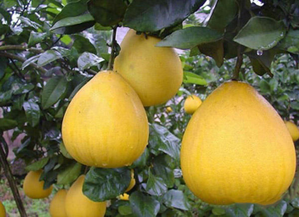 <b>柚子不同生长阶段的高产施肥方法</b>