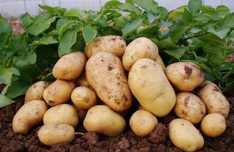 <b>施足“三肥”土豆高产不是问题！</b>