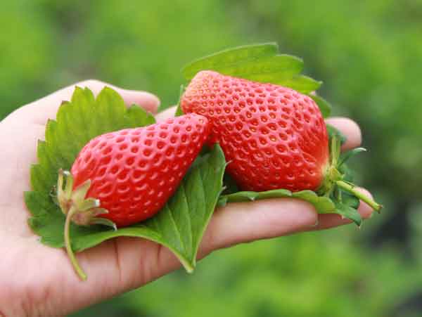 <b>草莓想高产，只需花期做好以下五点！</b>
