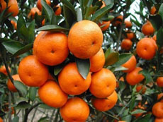 <b>想要柑橘拥有高颜值，不是非得用激素</b>