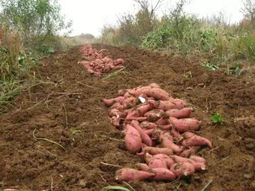 红薯上施用水溶肥增产增质