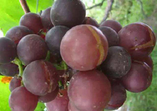 葡萄裂果需补充高钙水溶肥