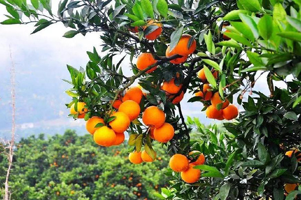 柑橘膨果转色用北美农大水溶肥