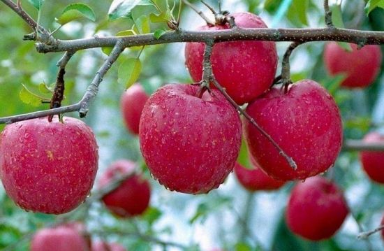 <b>苹果膨果增产增甜用什么冲施肥</b>