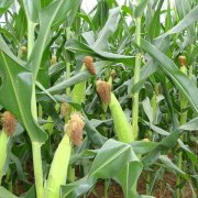 <b>玉米喷施叶面肥的作用、时间及注意事项</b>