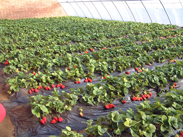 草莓膨果期使用战胜王高钾水溶肥效果图