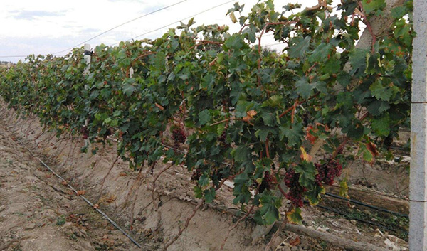 八月葡萄早熟品种要进行清园处理