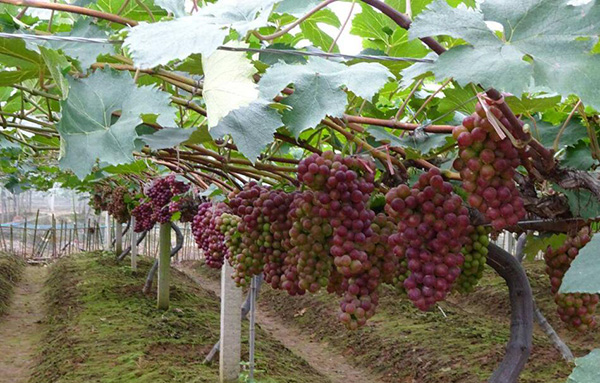 八月中熟葡萄品种要补充高钾水溶肥