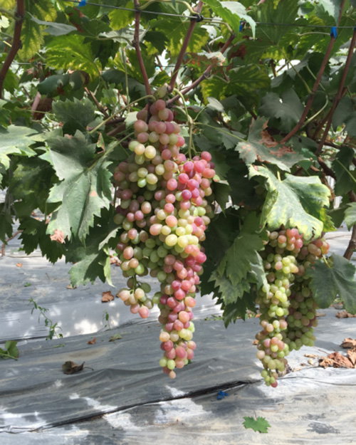 <b>八月葡萄早熟、中熟、晚熟品种如何施肥管理</b>