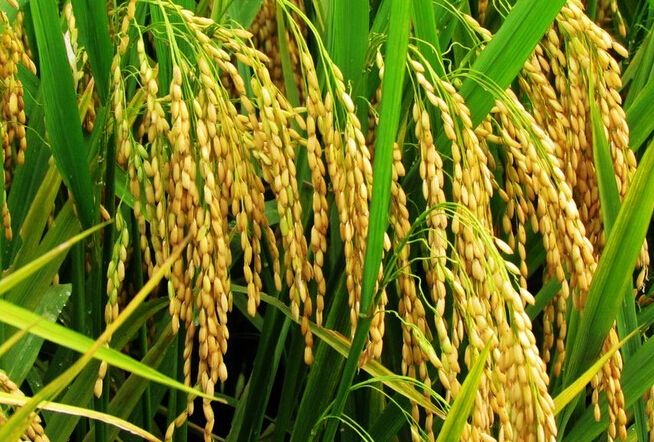 水稻后期氮肥过量怎么办？