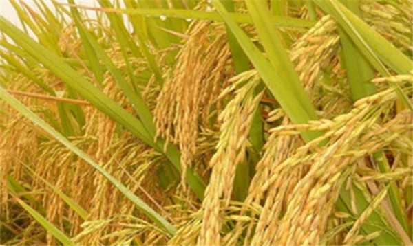 水稻后期氮肥过量怎么办？