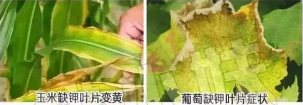 玉米植株缺钾症状图