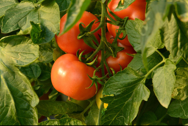 <b>西红柿选用哪种肥料效果好？选北美农大水溶肥</b>