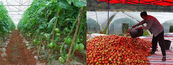 西红柿使用北美农大冲施肥的长势图