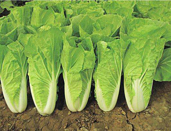 白菜类蔬菜喷施磷酸二氢钾叶面肥