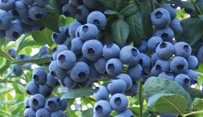  蓝莓叶面肥的选择与施肥要点