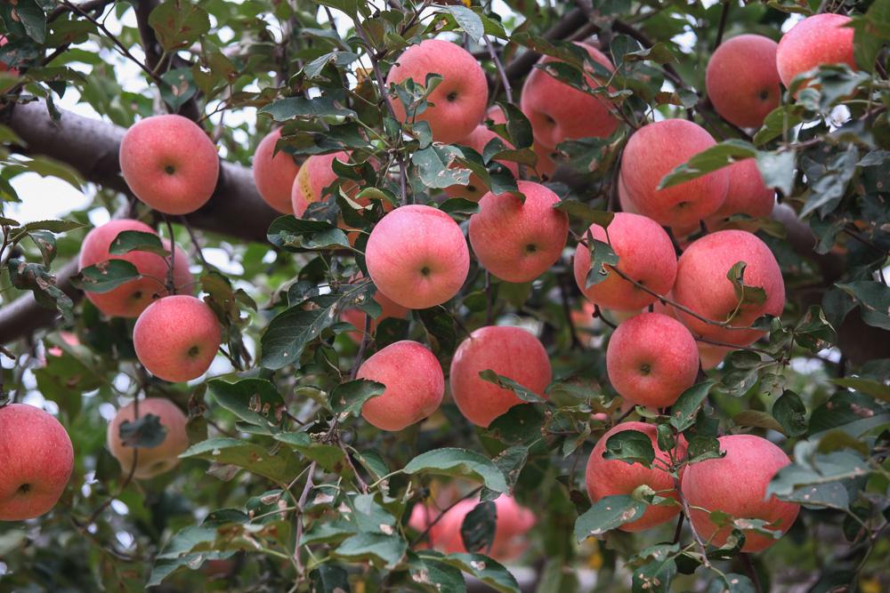 秋季苹果树管理以及水溶肥的施用