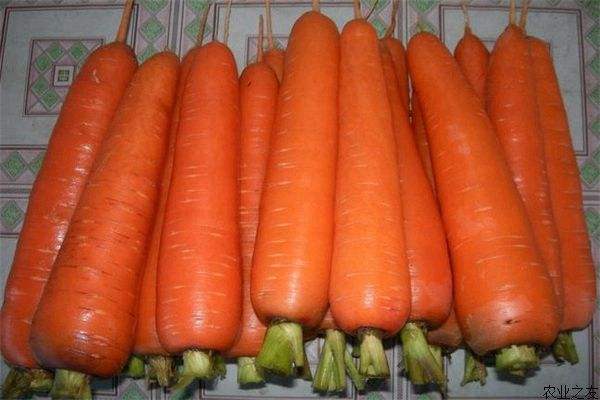 胡萝卜怎么施肥，施什么肥？