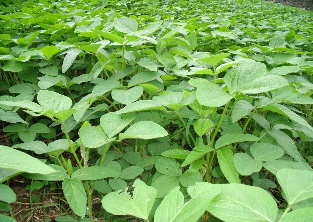 氮磷钾肥对大豆生长有什么好处？
