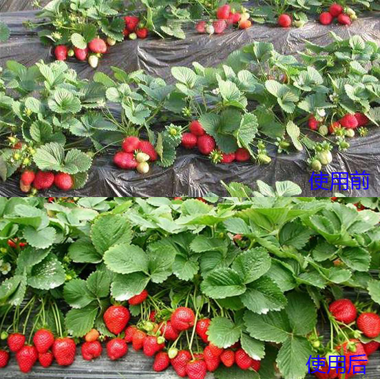 草莓高产施肥方法