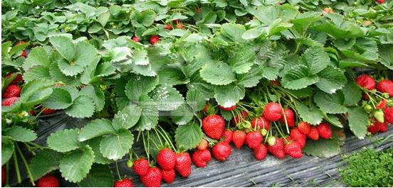 草莓高产施肥方法