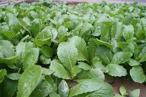 冬季小白菜的种植管理方法