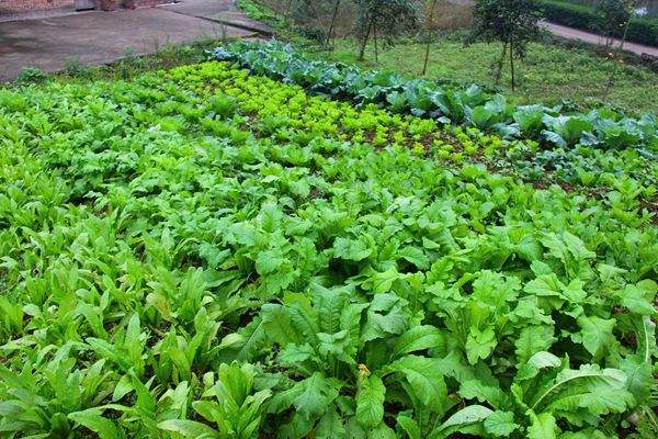 自家种蔬菜应当如何施肥长得好？