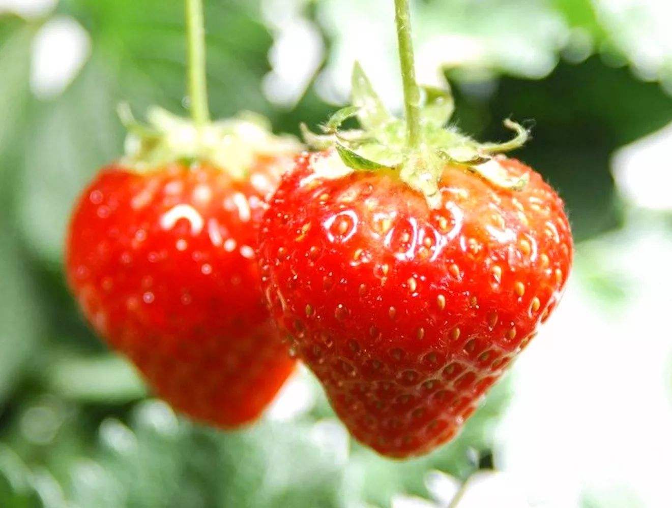 促进草莓花芽分化的技巧