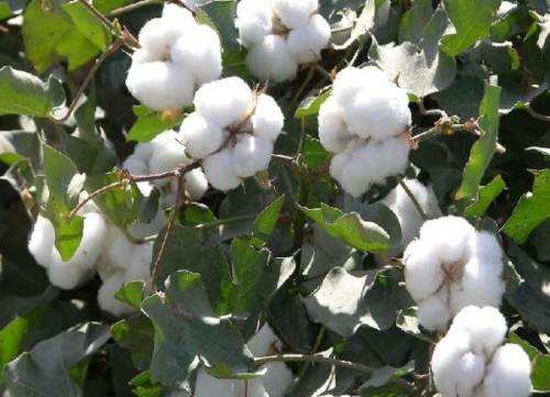 棉花想高产，一定要掌握对的施肥方法！
