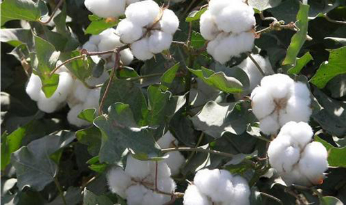 棉花想高产，一定要掌握对的施肥方法！