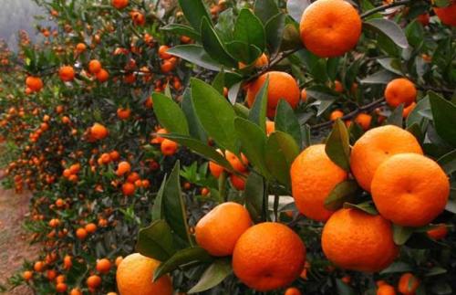 想要柑橘拥有高颜值，不一定非得用激素